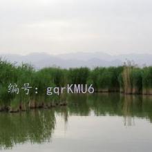 λ