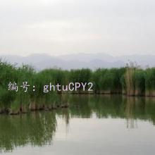 ɹ