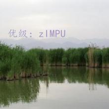 λ