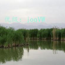 λ