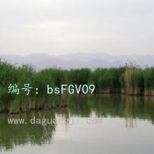 λ