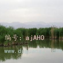 λ