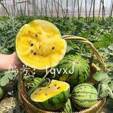 ɱ