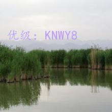 λ